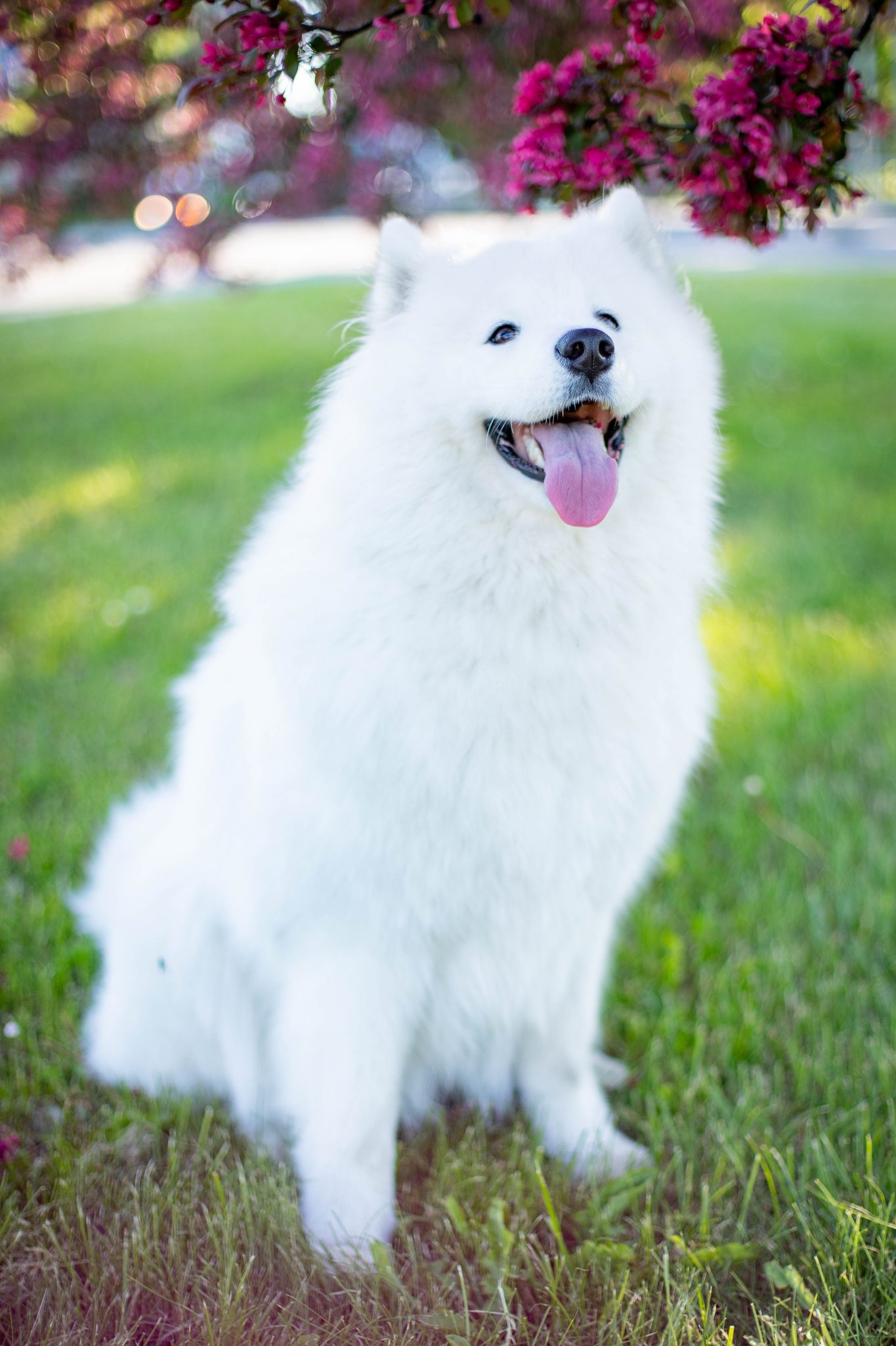 O cão mais lindo do mundo: conheça as 9 raças consideradas as mais ...
